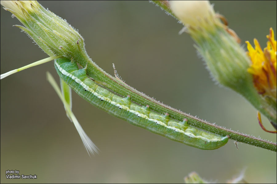 Image of genus Leontodon specimen.