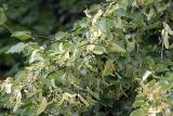 Tilia cordata. Ветви с соплодиями. Московская обл., Раменский р-н, окрестности д. Хрипань, луг. 22.07.2007.