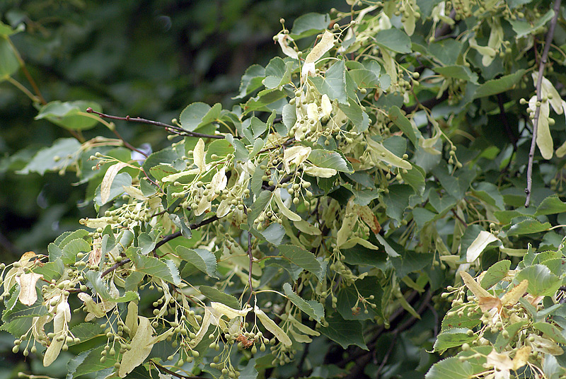 Image of Tilia cordata specimen.