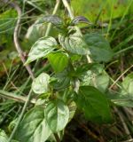 Mentha × verticillata