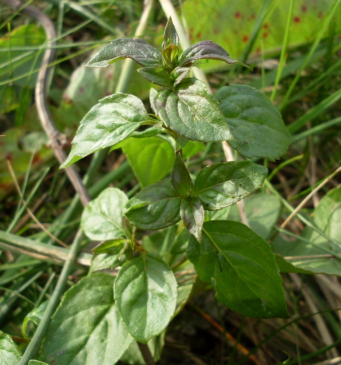 Image of Mentha &times; verticillata specimen.