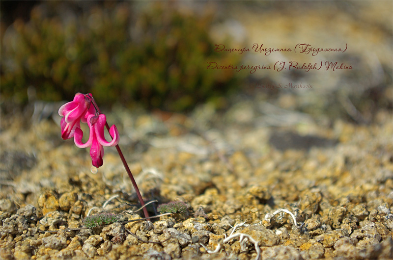 Image of Dicentra peregrina specimen.