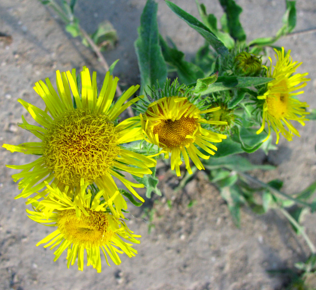 Image of Inula britannica specimen.