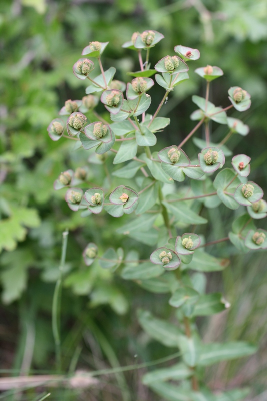 Изображение особи Euphorbia condylocarpa.