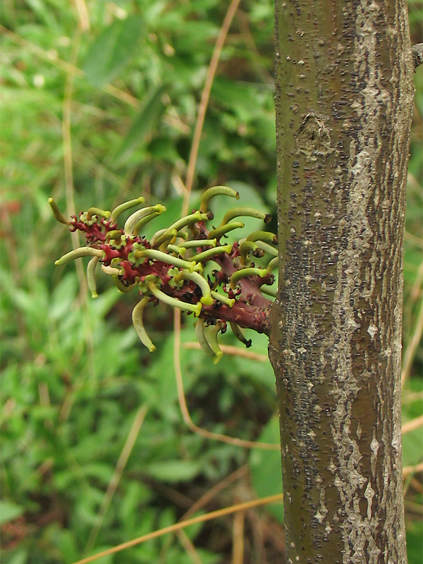 Изображение особи Ceratonia siliqua.