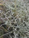 Artemisia santonicum. Побеги с бутонизирующими соцветиями. Саратовская обл., Саратовский р-н, в понижении в солонцеватой степи. 16 июля 2011 г.