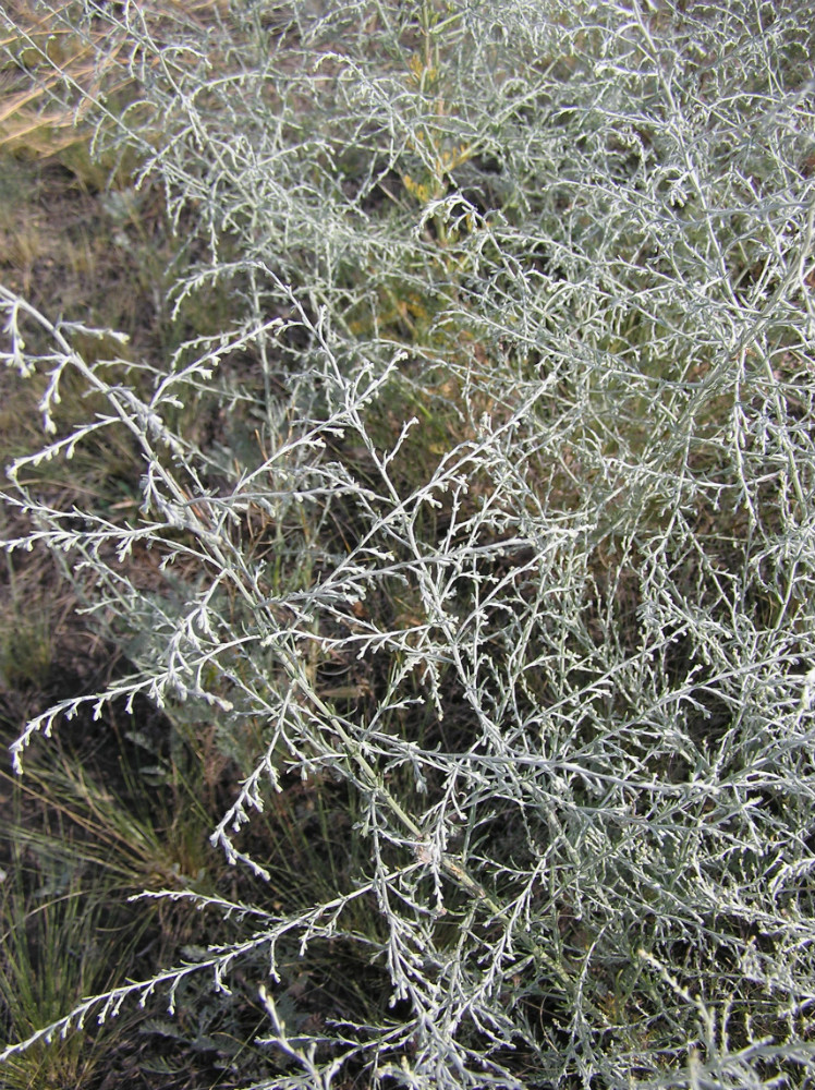 Изображение особи Artemisia santonicum.