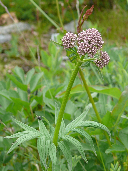 Изображение особи Valeriana sambucifolia.