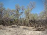 Populus diversifolia