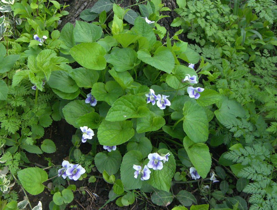 Image of Viola sororia specimen.