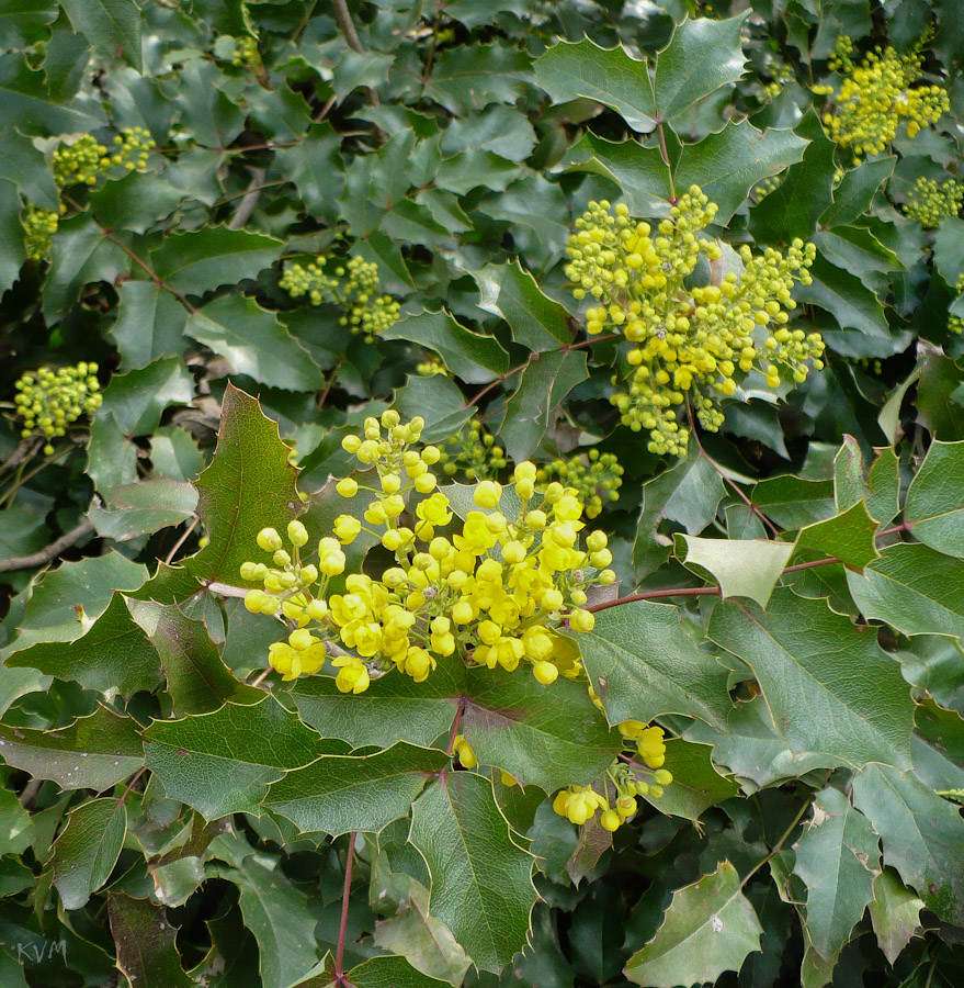 Image of Mahonia aquifolium specimen.