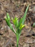 Gagea aipetriensis. Соцветие. Крым, яйла близ вершины Ай-Петри, на склоне карстовой воронки. 7 мая 2012 г.