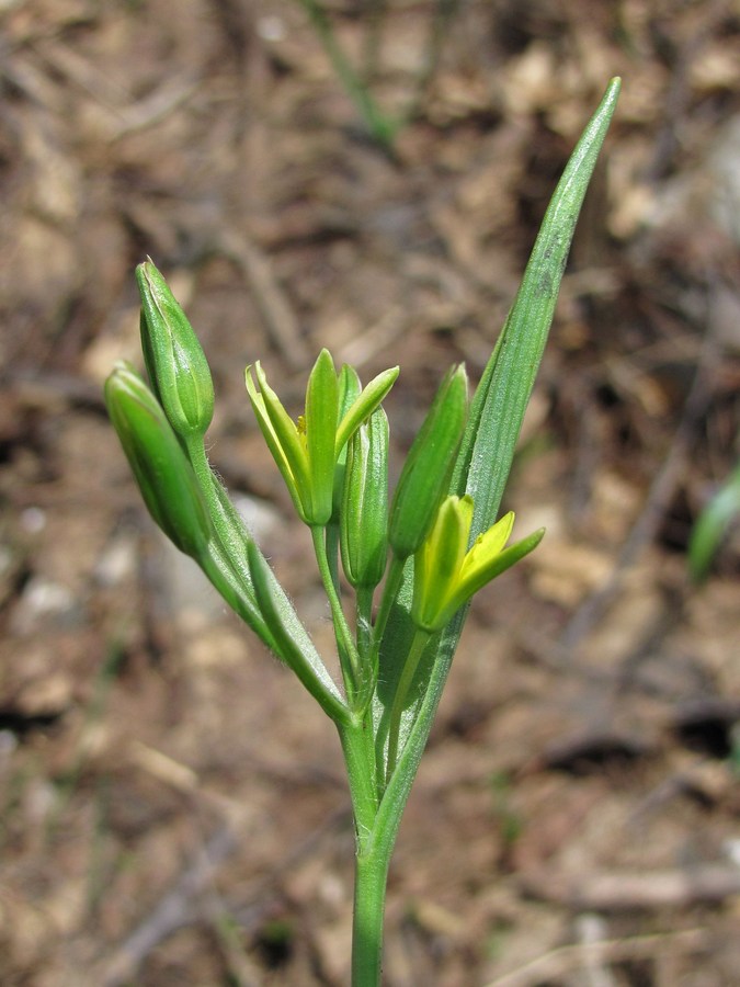 Изображение особи Gagea aipetriensis.