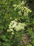 Filipendula vulgaris. Цветущее растение. Казахстан, Восточно-Казахстанская область; Западный Алтай, скл. Ульбинского хребта, окр. с. Ушановское. 05.06.2012.