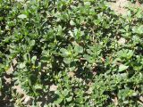 Portulaca oleracea