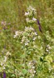 Nepeta cataria