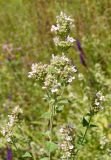 Nepeta cataria