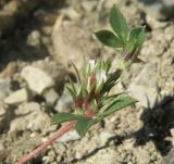 Trifolium scabrum. Верхушка цветущего побега. Черноморское побережье Кавказа, щель Прасковеевская, сухой луг под пастбищем. 09.06.2012.