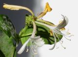 Lonicera × heckrottii. Отцветающее соцветие. Германия, г. Кемпен, на живой изгороди. 17.06.2012.