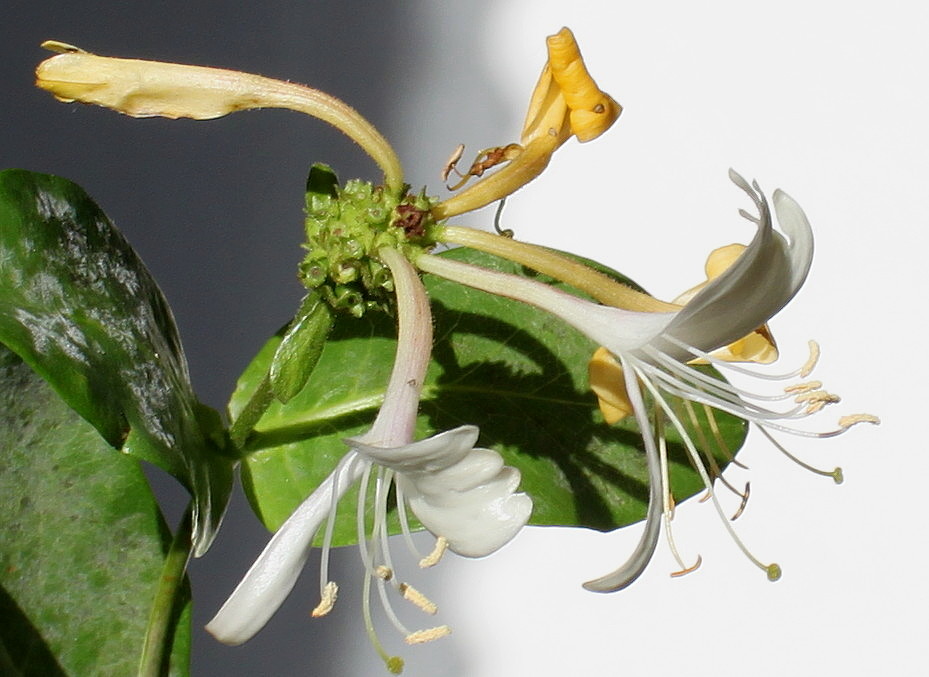 Image of Lonicera &times; heckrottii specimen.