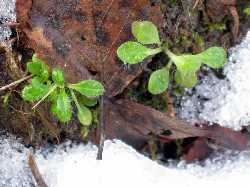 Image of Pilosella officinarum specimen.