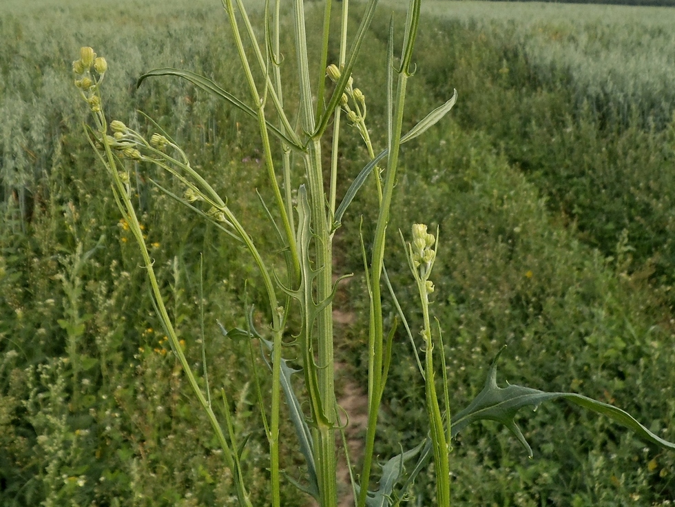 Изображение особи Crepis tectorum.