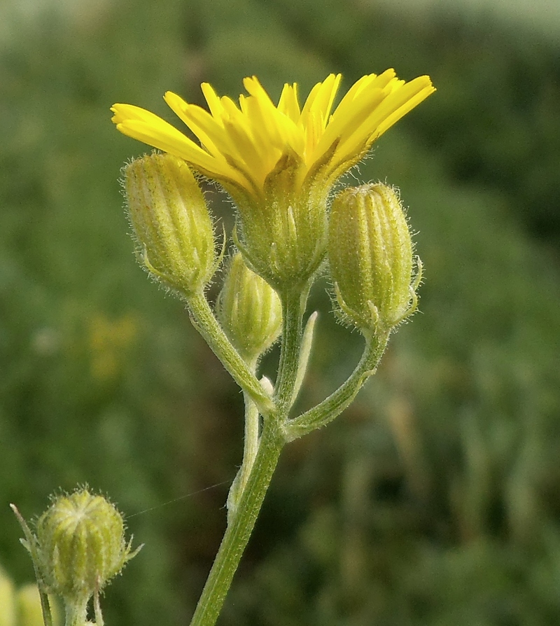 Изображение особи Crepis tectorum.