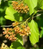 Physocarpus opulifolius. Соплодия и листья. Подмосковье, г. Одинцово, придомовые посадки. Июль 2012 г.