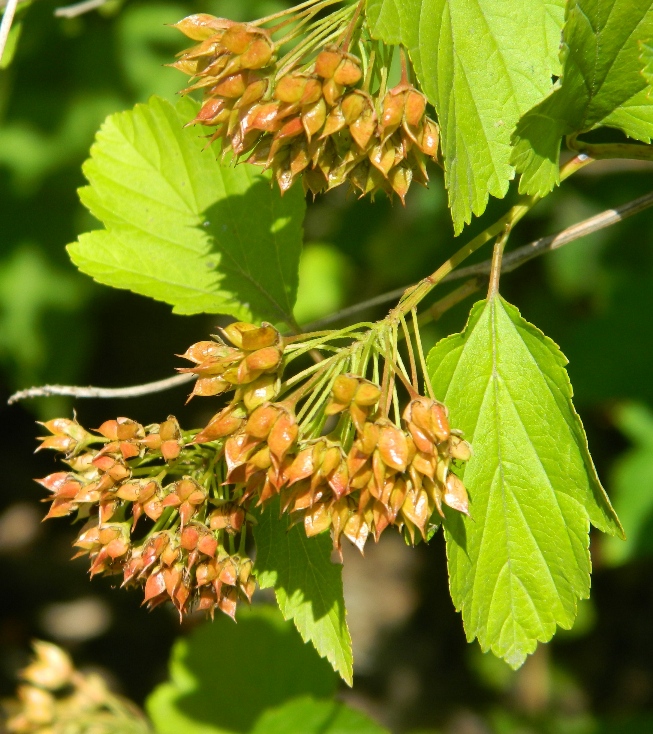 Изображение особи Physocarpus opulifolius.