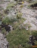 Sibbaldia tetrandra