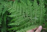Athyrium monomachii. Часть вайи с сорусами. Хабаровский край, Амурские столбы, смешанный лес. 21.07.2012.
