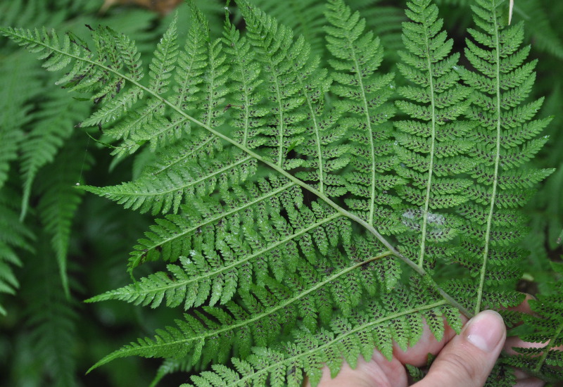 Image of Athyrium monomachii specimen.