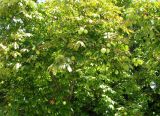 Aesculus hippocastanum. Крона плодоносящего дерева. Австрия, Вена, Народный парк. 10.09.2012.