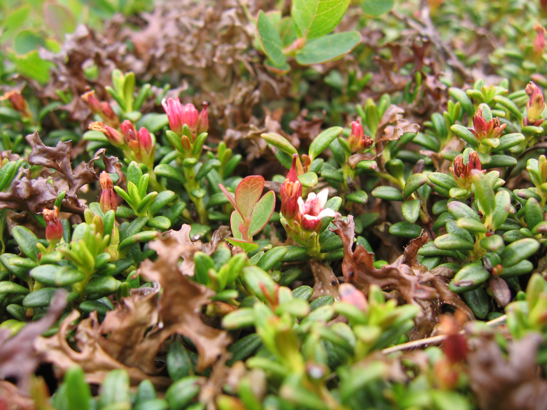 Изображение особи Loiseleuria procumbens.