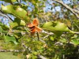 Fagus × taurica. Раскрывшееся соплодие и листья. Крым, гора Чатырдаг, нижнее плато. 29 сентября 2012 г.