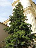 Chamaecyparis lawsoniana. Крона. Венгрия, Хевеш, г. Эгер, Церковь цистерцианцев. 11.09.2012.