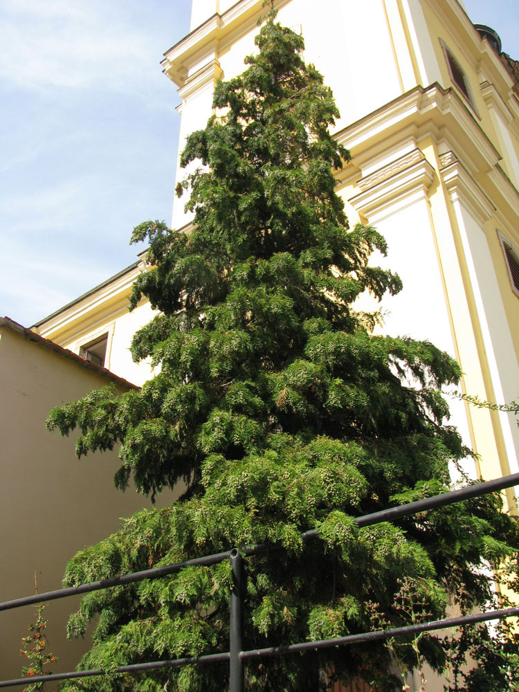 Image of Chamaecyparis lawsoniana specimen.