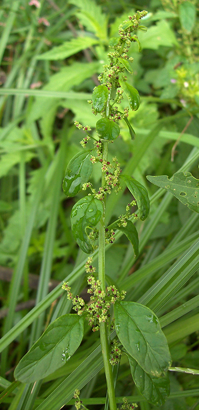Image of Lipandra polysperma specimen.