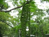 Juglans ailanthifolia. Часть ветви с мужскими соцветиями. Сахалин, окр. г. Южно-Сахалинска, лесопарковая зона. Июнь 2012 г.