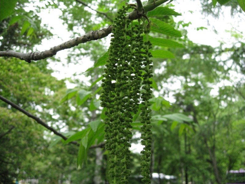 Image of Juglans ailanthifolia specimen.