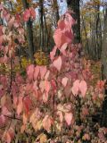 Euonymus verrucosus. Ветвь с листьями в осенней окраске. Саратовская обл., Саратовский р-н, нагорный широколиственный лес. 21 октября 2012 г.