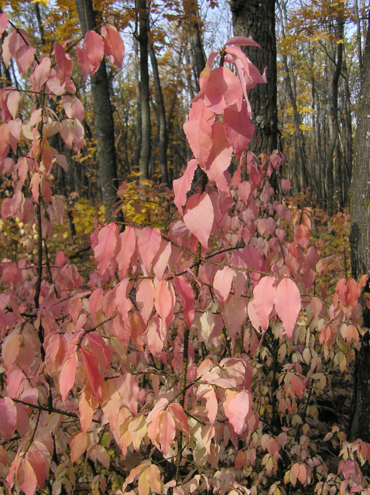 Изображение особи Euonymus verrucosus.