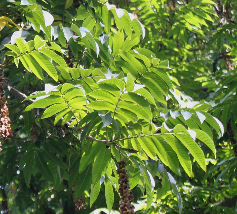 Image of Pterocarya fraxinifolia specimen.