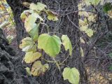 Image of taxon representative. Author is Владимир Малибог