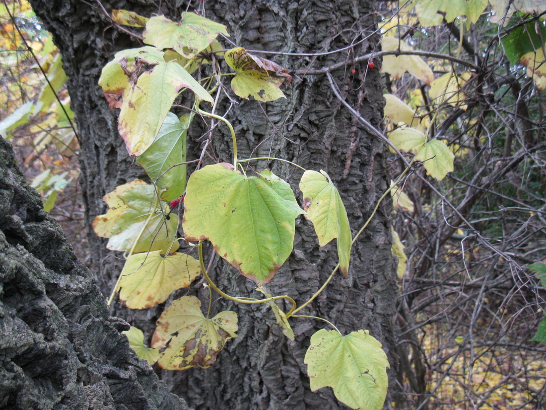 Image of Dioscorea nipponica specimen.
