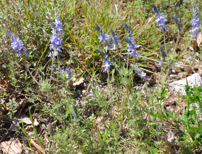 Image of Veronica jacquinii specimen.