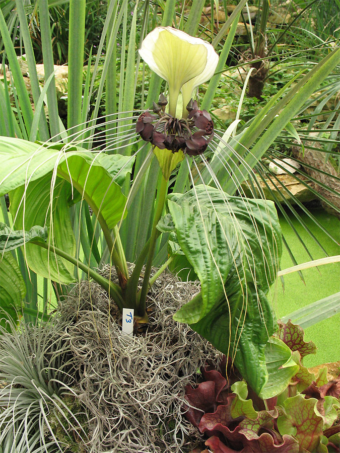 Изображение особи Tacca integrifolia.