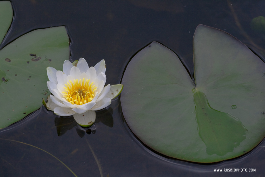 Изображение особи Nymphaea candida.