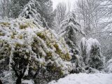 genus Forsythia