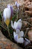 Crocus tauricus. Цветущие растения. Крым, Чатырдаг, нижнее плато. 20 февраля 2009 г.